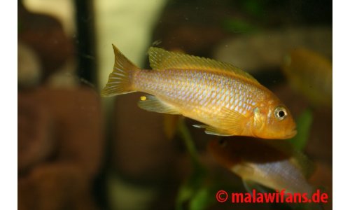 Pseudotropheus Lime Nkhomo